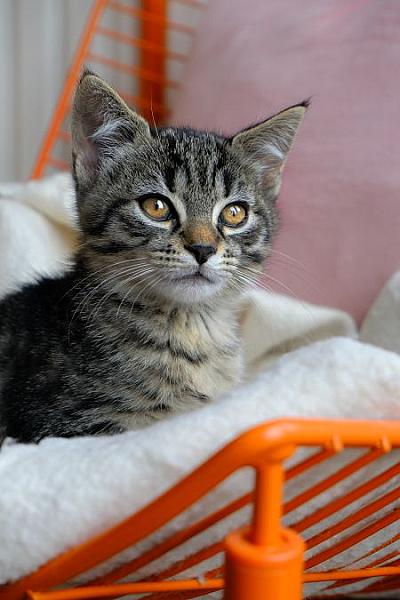 Ella