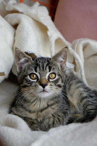 Ella
