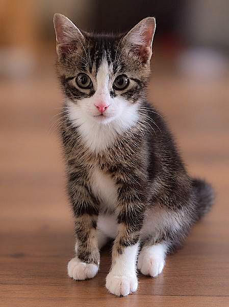 Kattenpraat bericht van 2 oktober 2026