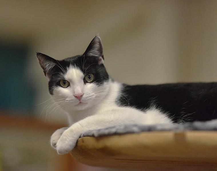 Kattenpraat bericht van 3 oktober 2026