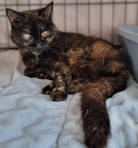 Kattenpraat bericht van 3 oktober 2026