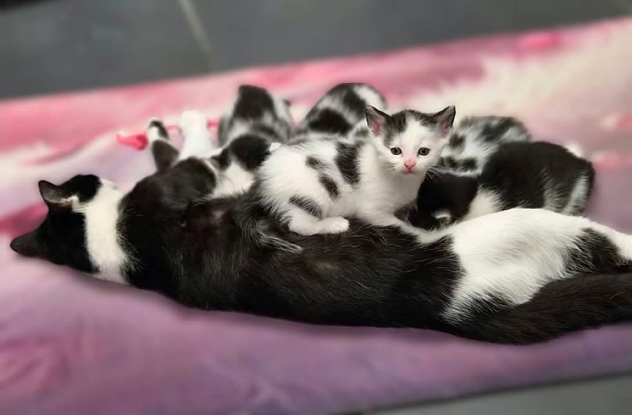 Kattenpraat bericht van 4 oktober 2026