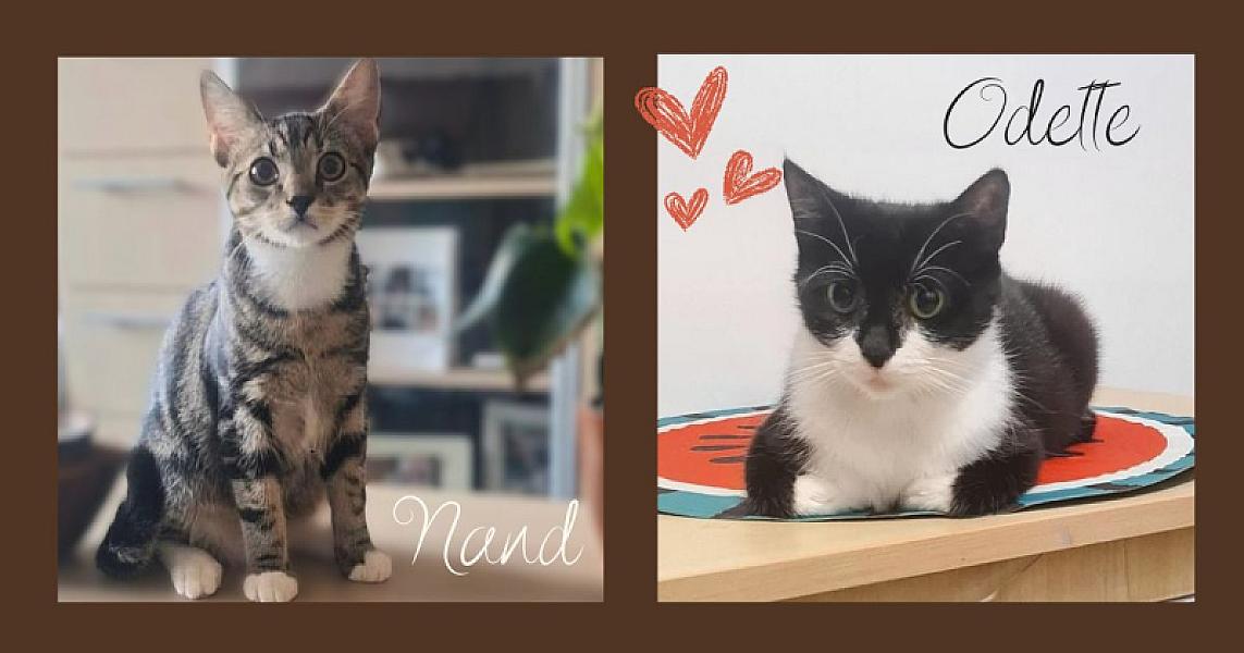 Kattenpraat bericht van 4 oktober 2026