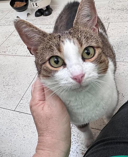 Kattenpraat bericht van 6 oktober 2026