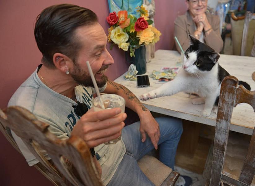 Kattenpraat bericht van 7 oktober 2026
