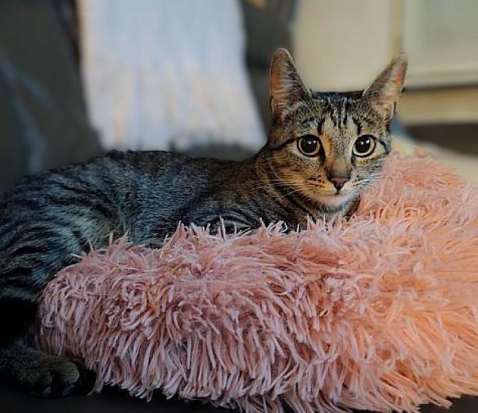 Kattenpraat bericht van 7 oktober 2026
