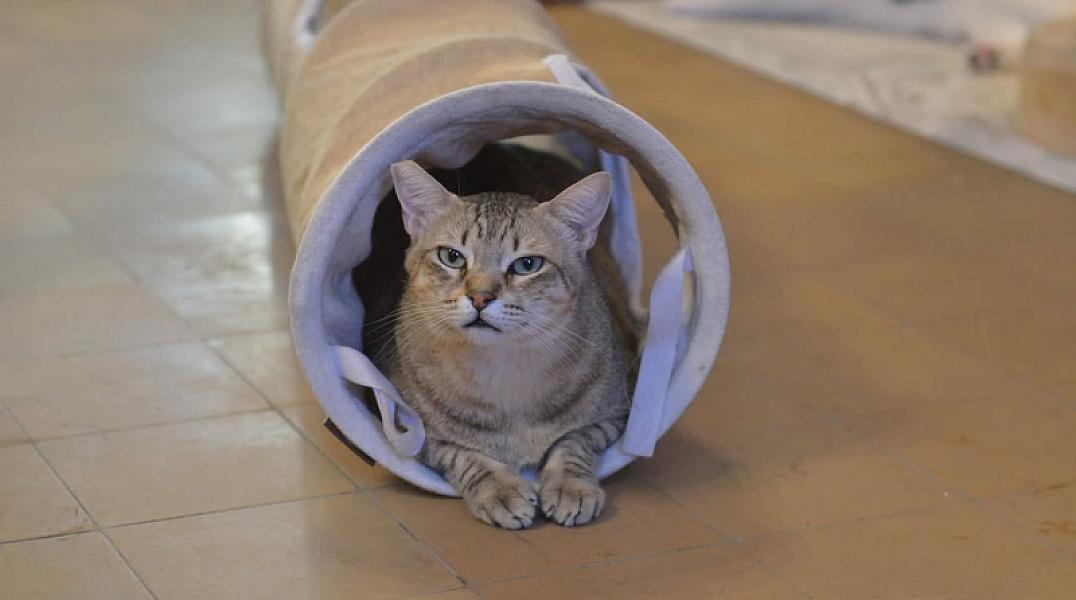 Kattenpraat bericht van 8 oktober 2026