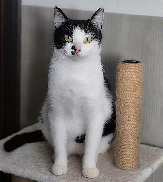 Kattenpraat bericht van 9 oktober 2026