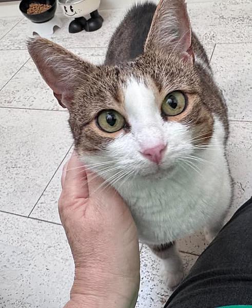 Kattenpraat bericht van 10 oktober 2026