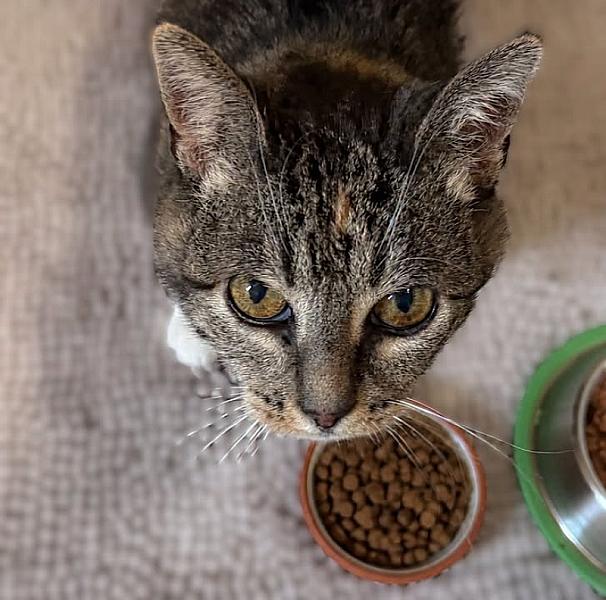 Kattenpraat bericht van 11 oktober 2026