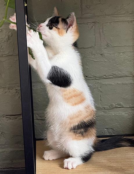 Vlinder