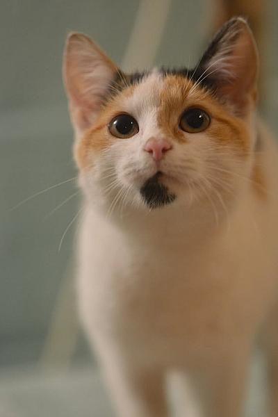 Kattenpraat bericht van 12 oktober 2026