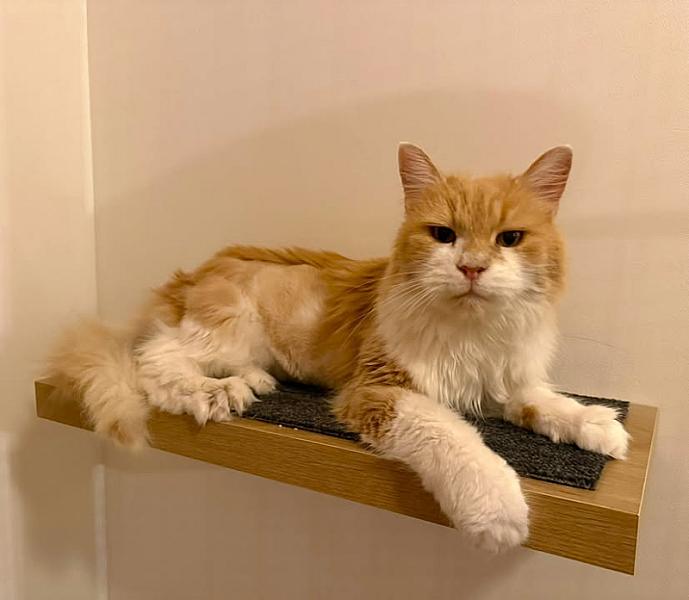 Kattenpraat bericht van 13 oktober 2026
