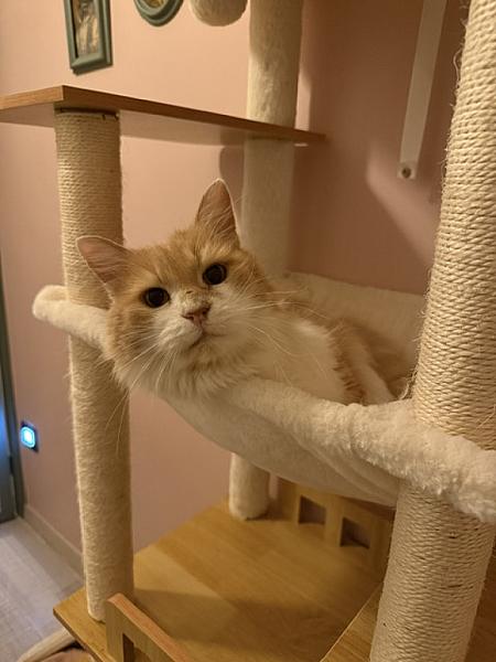 Cinnamon