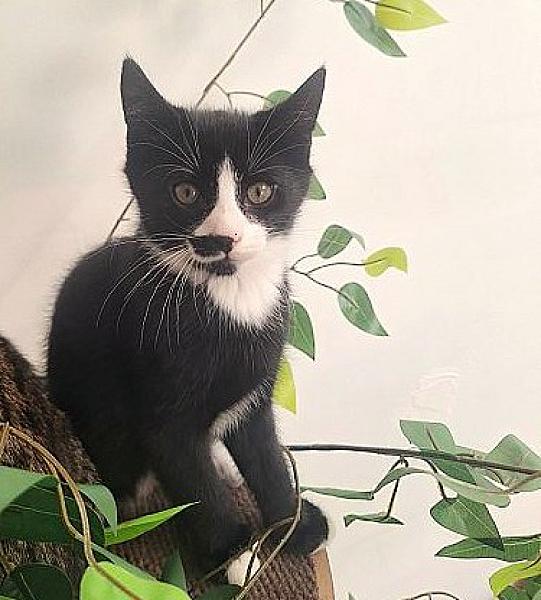 Kattenpraat bericht van 14 oktober 2026