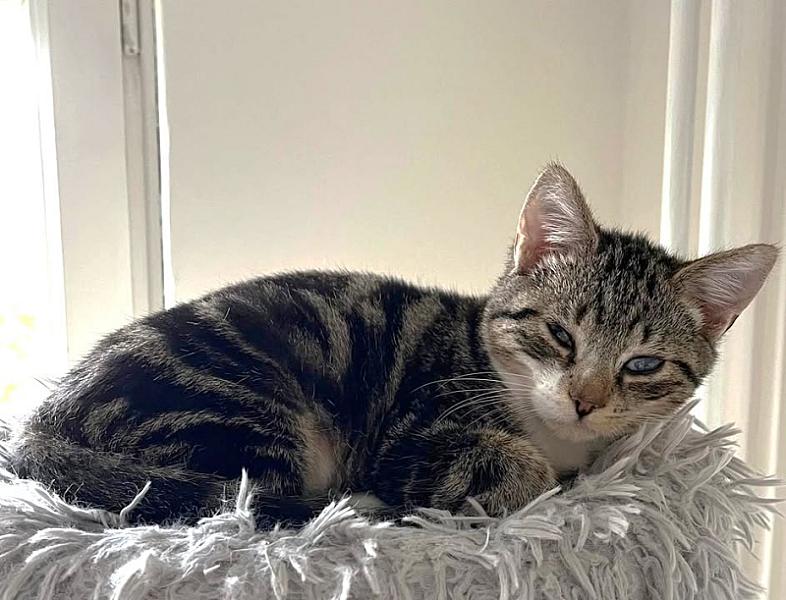 Kattenpraat bericht van 15 oktober 2026