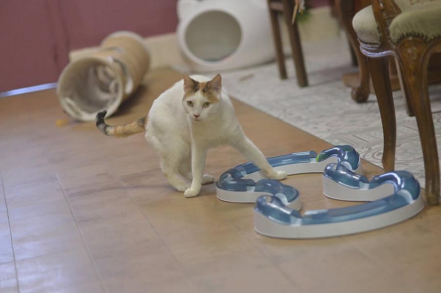 Kattenpraat bericht van 17 oktober 2026