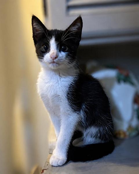 Oreo