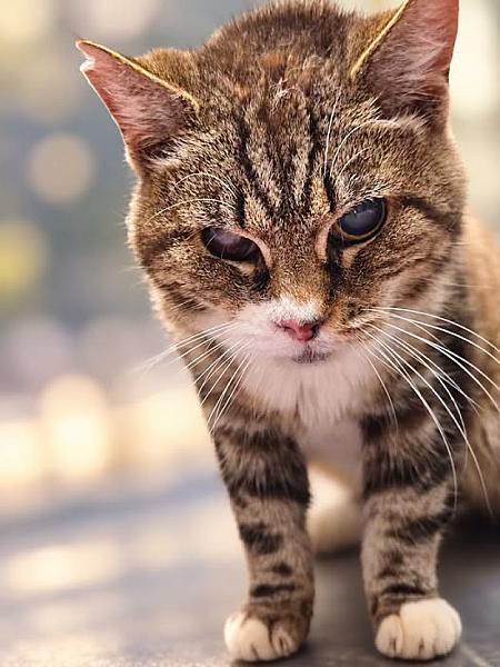 Kattenpraat bericht van 18 oktober 2026