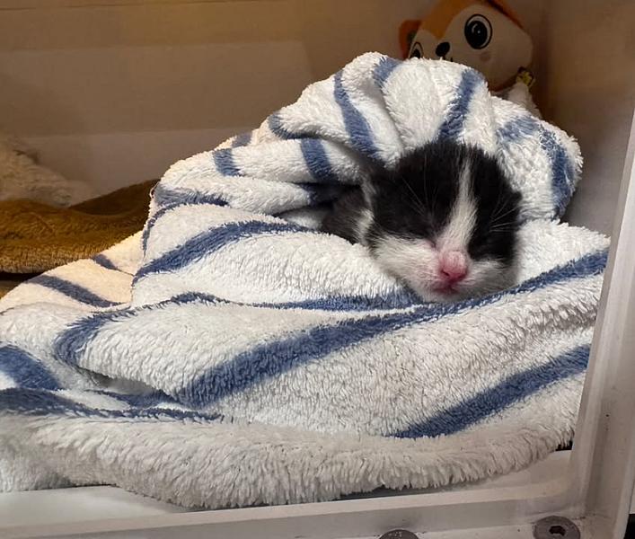 Kattenpraat bericht van 19 oktober 2026