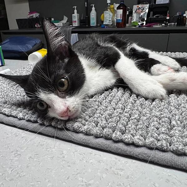 Kattenpraat bericht van 19 oktober 2026
