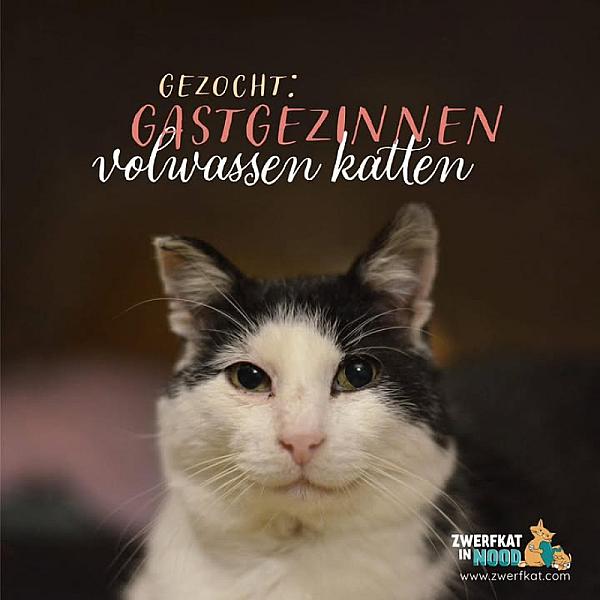 Kattenpraat bericht van 21 oktober 2026