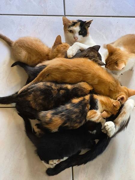 Kattenpraat bericht van 22 oktober 2026