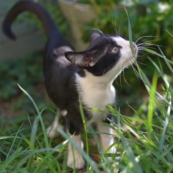 Kattenpraat bericht van 22 oktober 2026