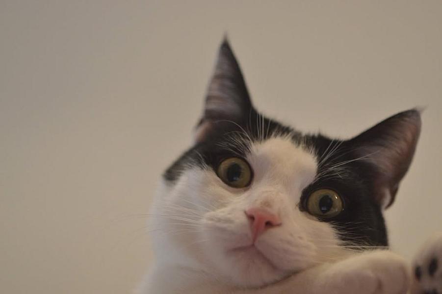 Kattenpraat bericht van 24 oktober 2026