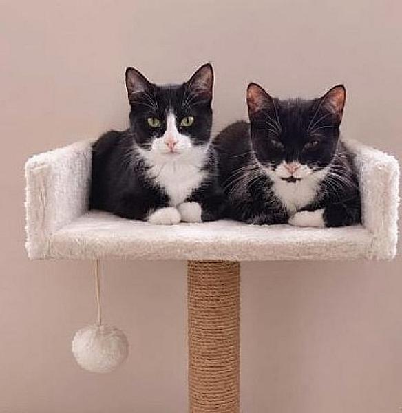 Kattenpraat bericht van 24 oktober 2026