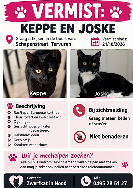 Kattenpraat bericht van 25 oktober 2026