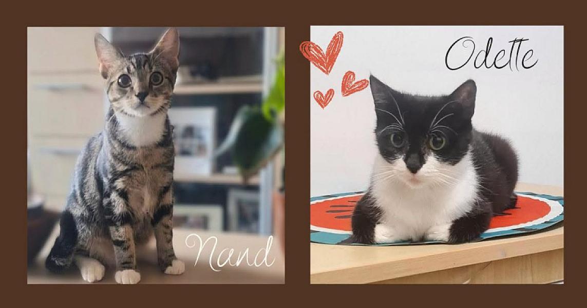 Kattenpraat bericht van 25 oktober 2026