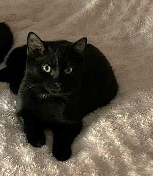 Kattenpraat bericht van 27 oktober 2026