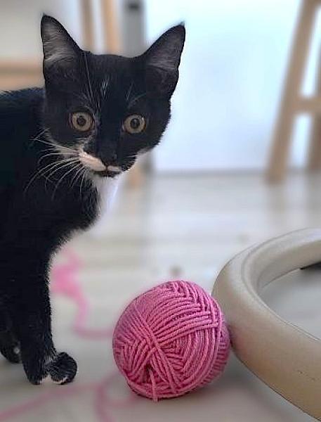 Kattenpraat bericht van 30 oktober 2026